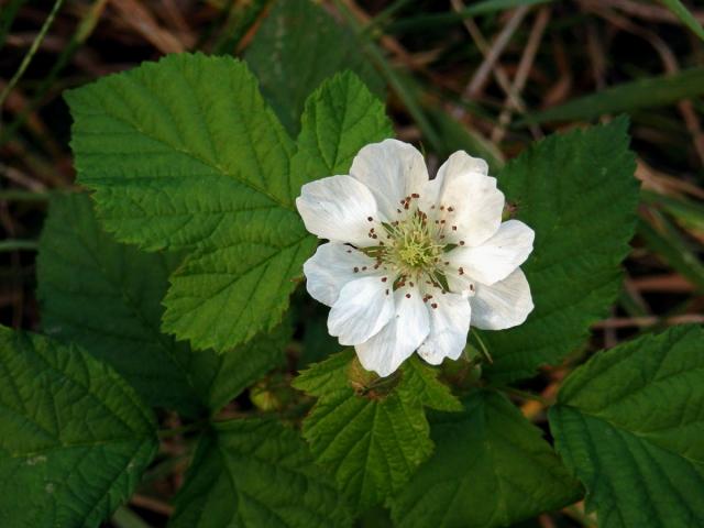 Ostružiník ježiník (Rubus caesius L.) s desetičetným květem (2)