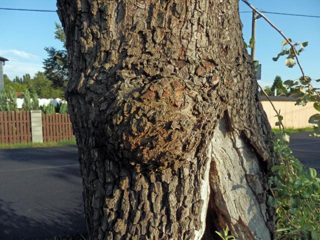 Nádor na hrušni obecné (Pyrus communis L.) (1)