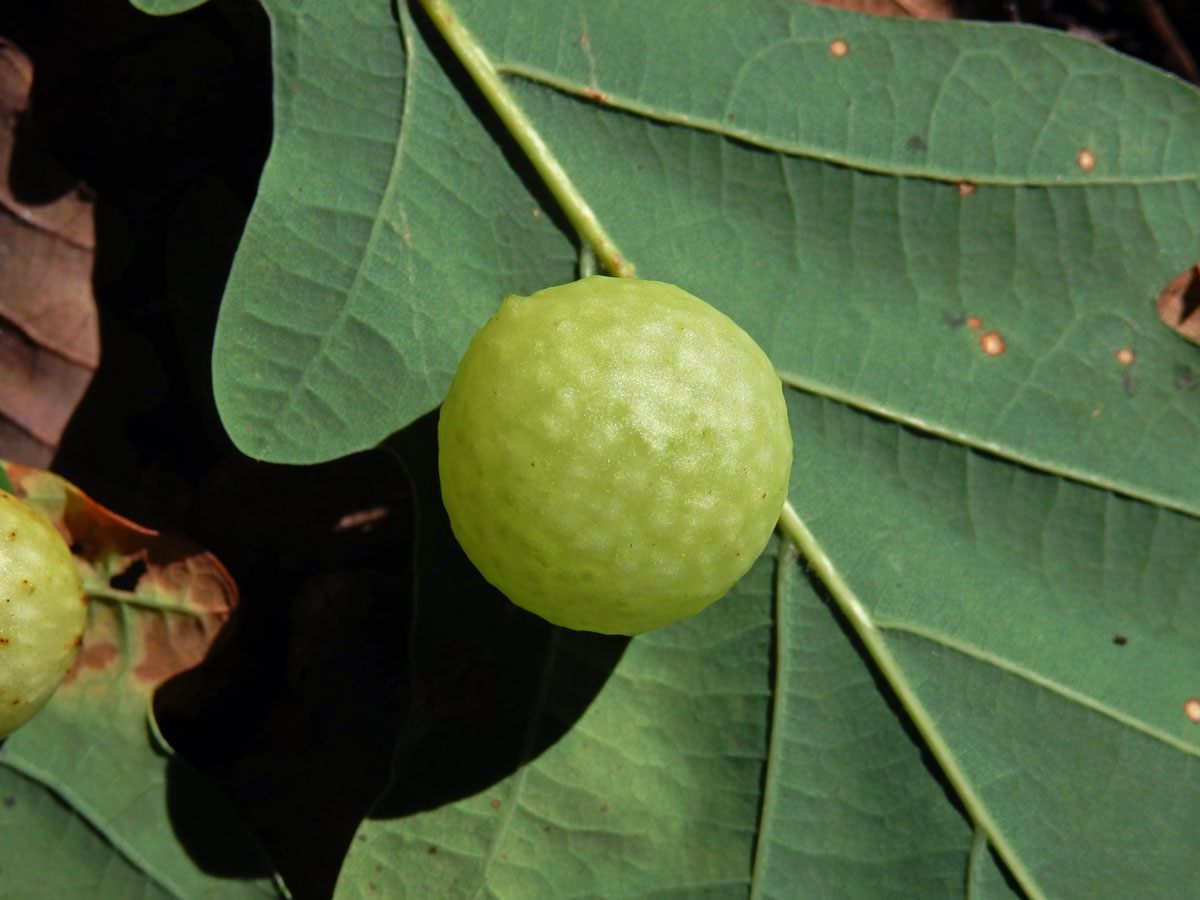 Hálky žlabatky dubové (Cynips quercusfolii)