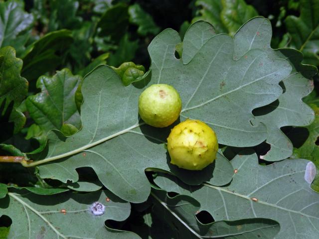 Hálky žlabatky dubové (Cynips quercusfolii)