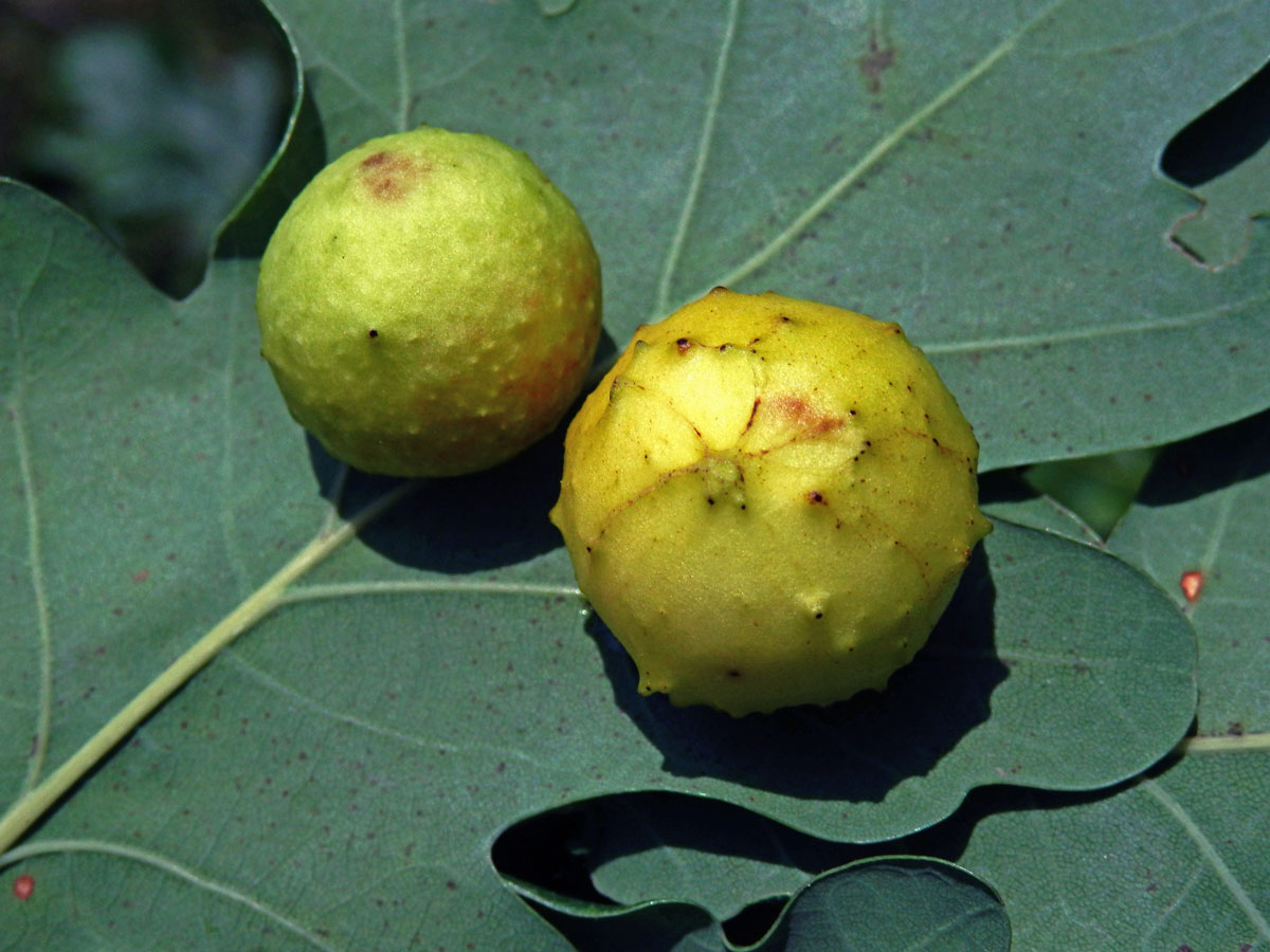 Hálky žlabatky dubové (Cynips quercusfolii)