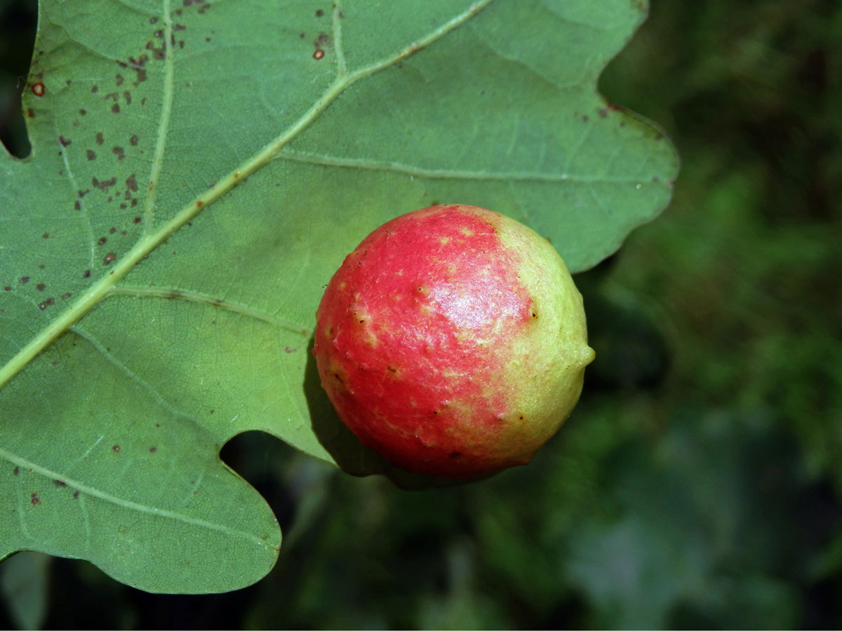 Hálky žlabatky dubové (Cynips quercusfolii)