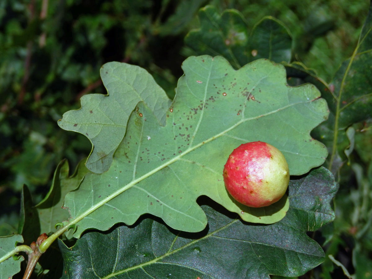 Hálky žlabatky dubové (Cynips quercusfolii)