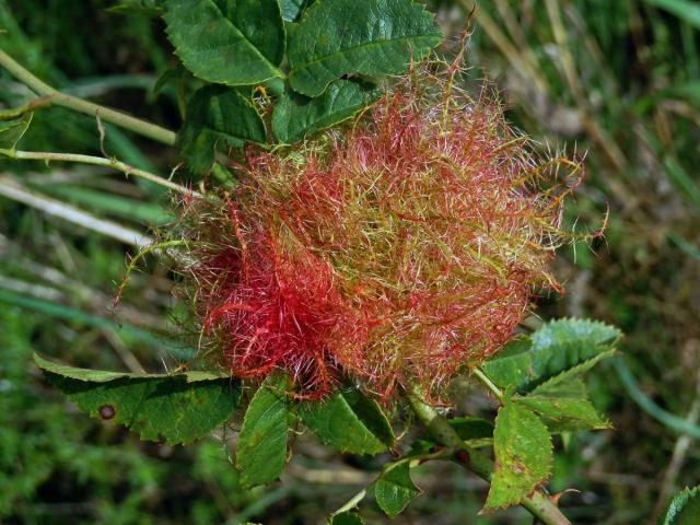 Hálky žlabatky růžové (Diplolepis rosae)