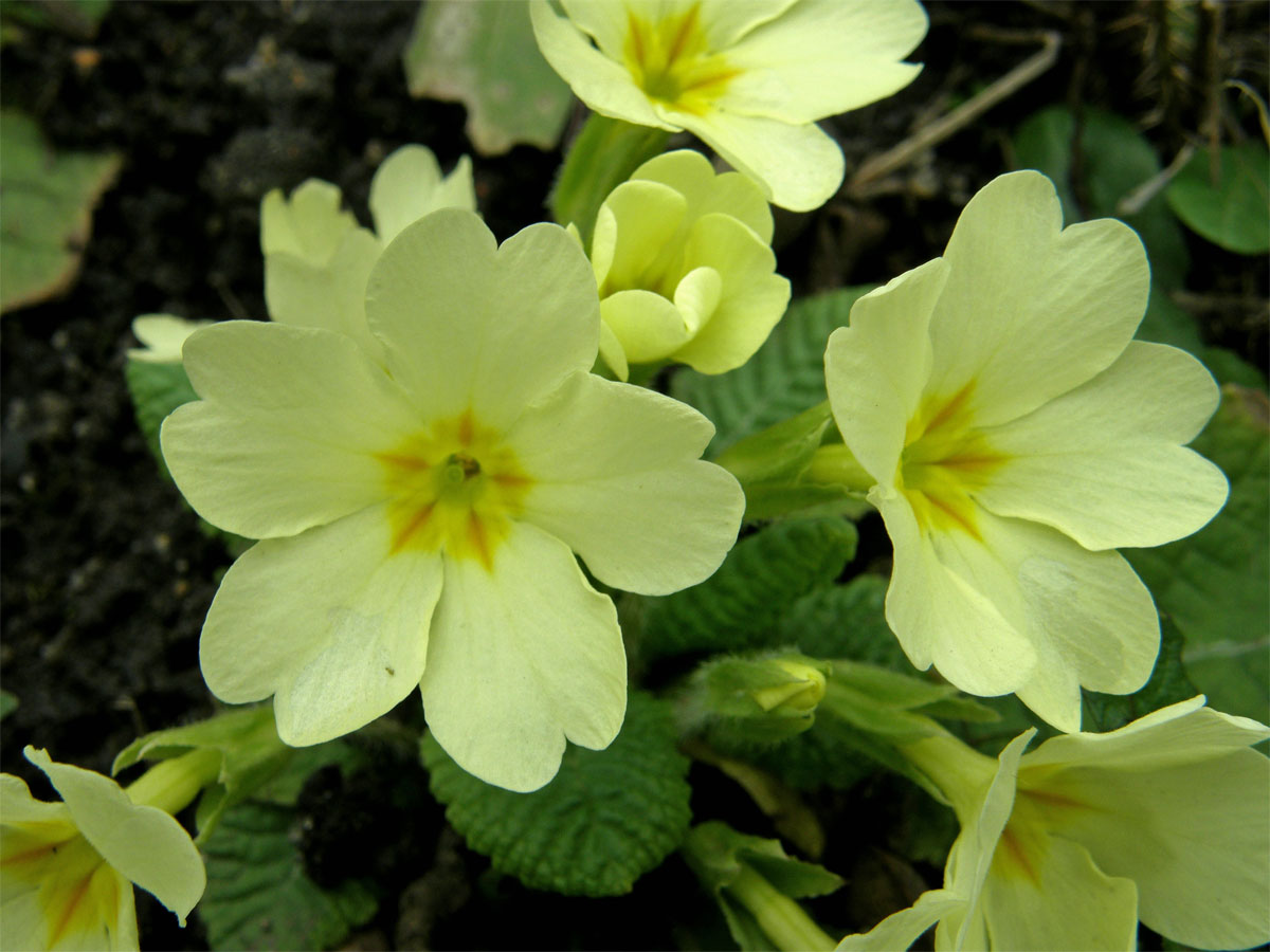 Prvosenka bezlodyžná (Primula vulgaris L.)