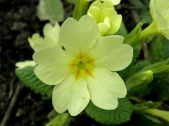 Prvosenka bezlodyžná (Primula vulgaris L.)