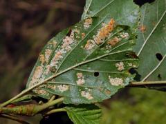 Hálky vlnovníka krátkonohého (Acalitus brevitarsus) na olši lepkavé (Alnus glutinosa)