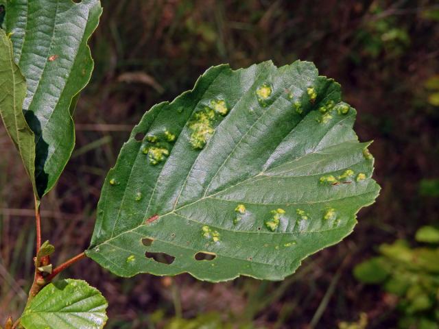 Hálky vlnovníka krátkonohého (Acalitus brevitarsus) na olši lepkavé (Alnus glutinosa)