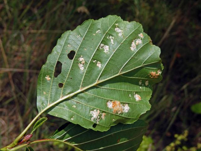 Hálky vlnovníka krátkonohého (Acalitus brevitarsus) na olši lepkavé (Alnus glutinosa)