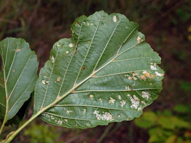 Hálky vlnovníka krátkonohého (Acalitus brevitarsus) na olši lepkavé (Alnus glutinosa)