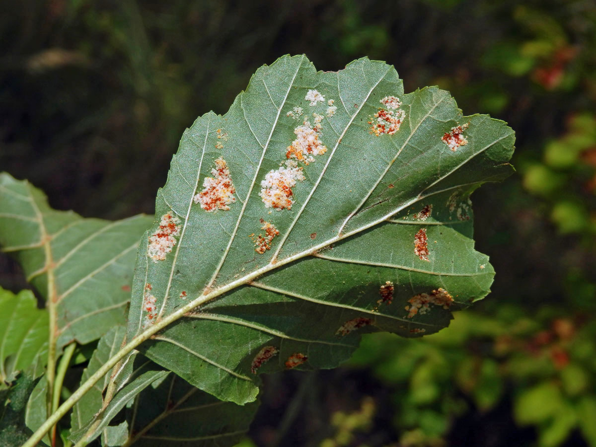 Hálky vlnovníka krátkonohého (Acalitus brevitarsus) na olši lepkavé (Alnus glutinosa)