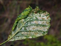 Hálky vlnovníka krátkonohého (Acalitus brevitarsus) na olši lepkavé (Alnus glutinosa)