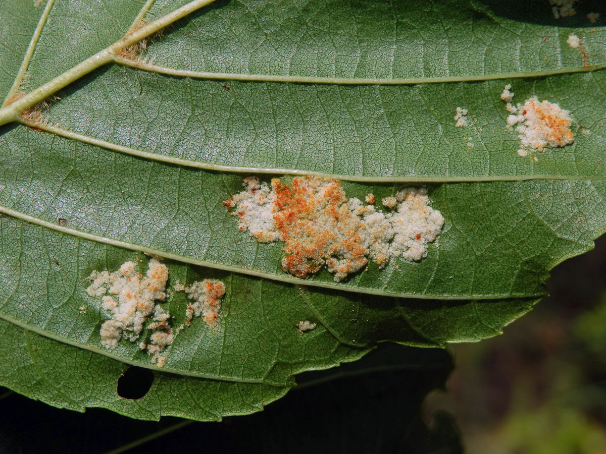 Hálky vlnovníka krátkonohého (Acalitus brevitarsus) na olši lepkavé (Alnus glutinosa)