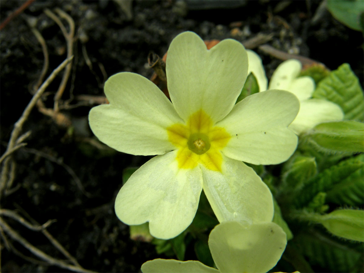 Prvosenka bezlodyžná (Primula vulgaris L.)