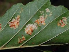 Hálky vlnovníka krátkonohého (Acalitus brevitarsus) na olši lepkavé (Alnus glutinosa)