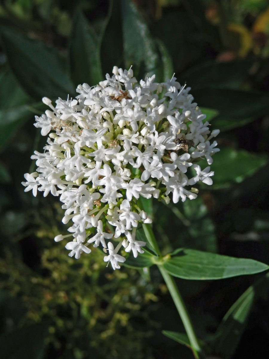 Mavuň červená (Centranthus ruber (L.) DC.) s bílými květy