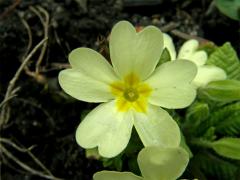 Prvosenka bezlodyžná (Primula vulgaris L.)