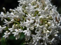 Mavuň červená (Centranthus ruber (L.) DC.) s bílými květy