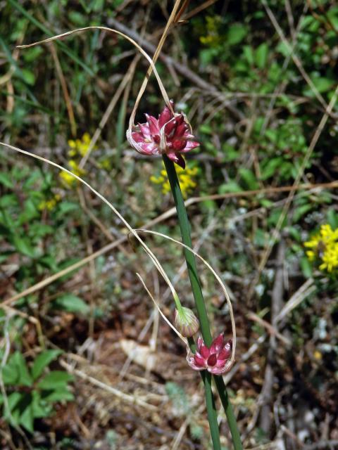 Česnek planý (Allium oleraceum L.)