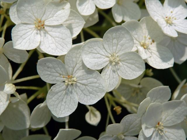 Hortenzie stromkovitá (Hydrangea arborescens L.)