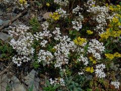 Rozchodník bílý (Sedum album L.)