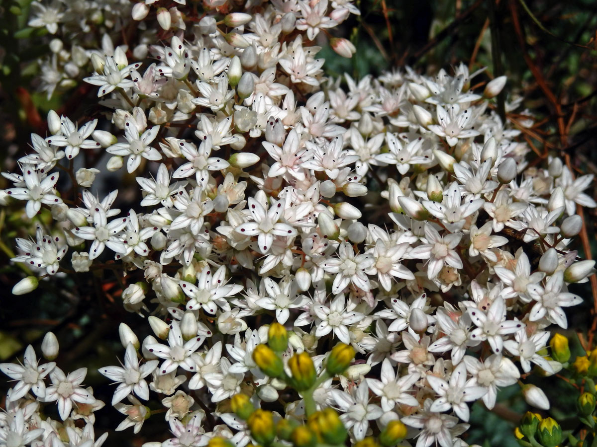 Rozchodník bílý (Sedum album L.)