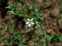 Písečnice douškolistá (Arenaria serpyllifolia L.)