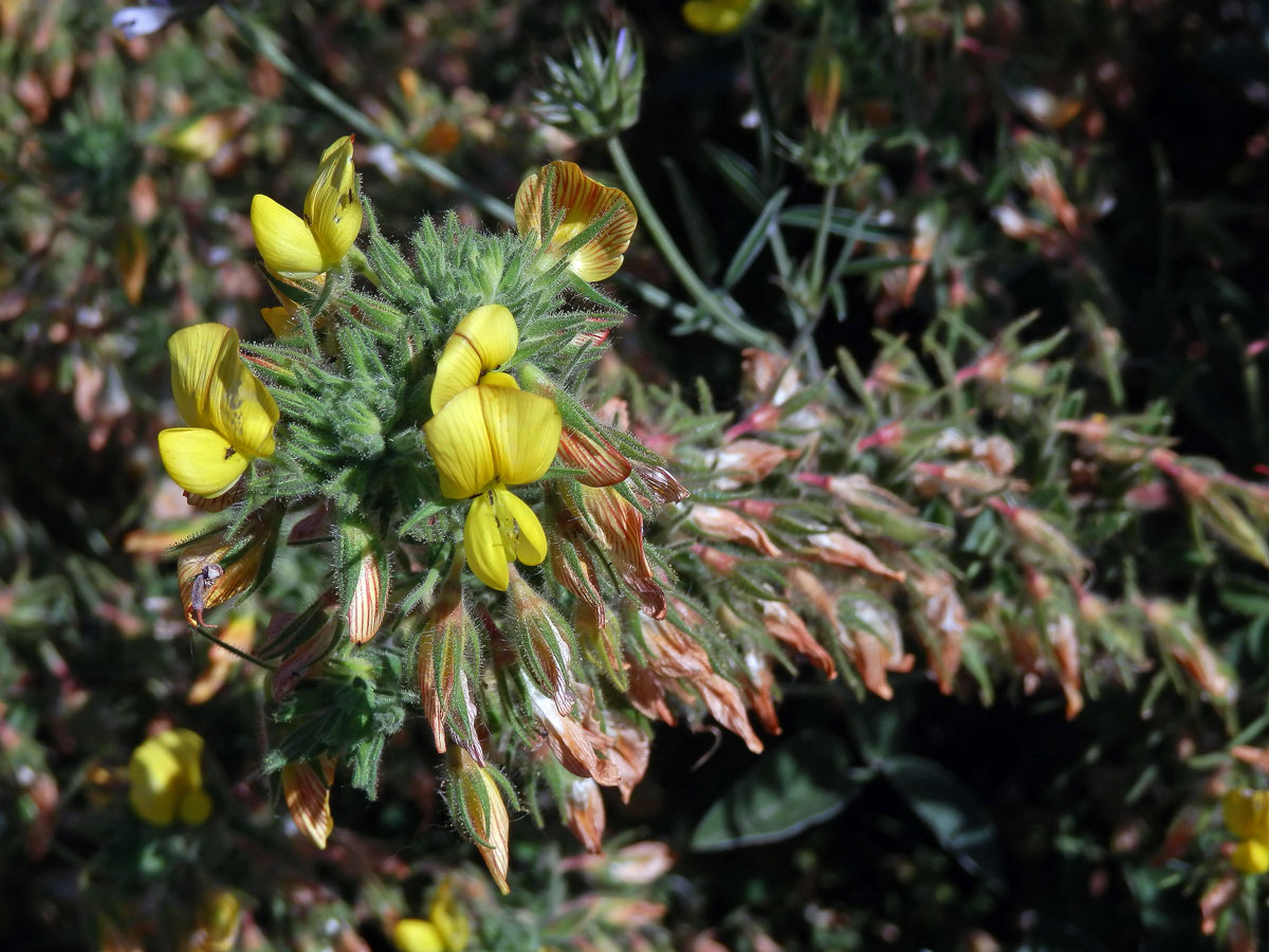 Jehlice hadovitá (Ononis natrix L.)