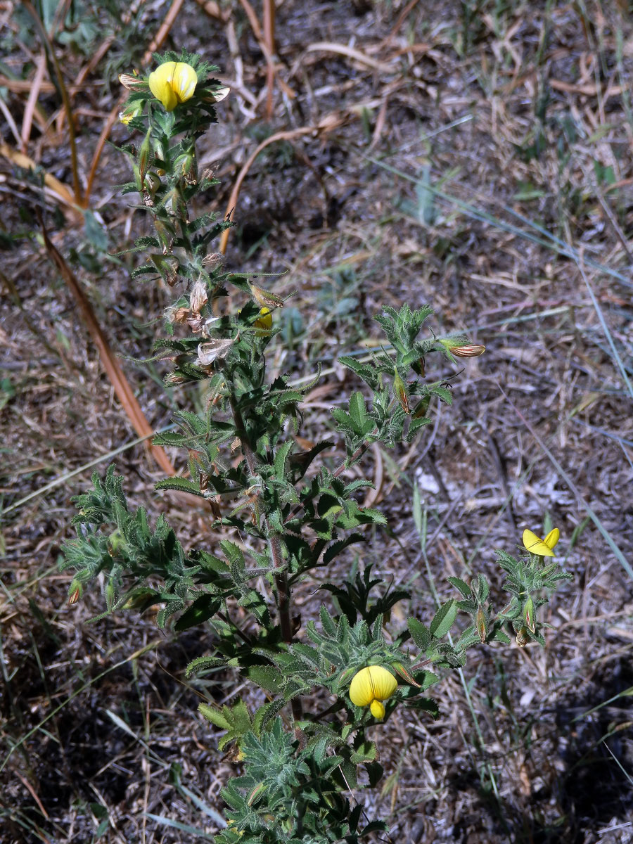 Jehlice hadovitá (Ononis natrix L.)