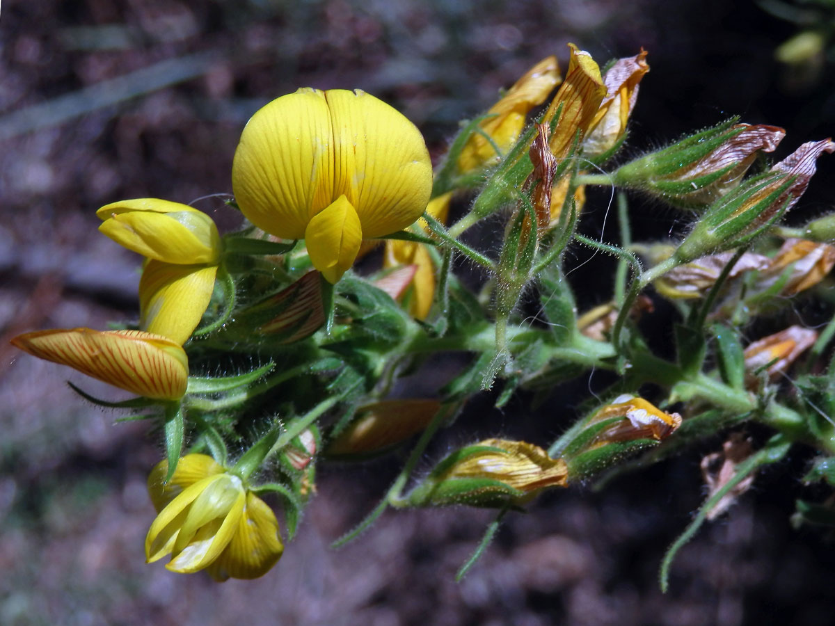 Jehlice hadovitá (Ononis natrix L.)