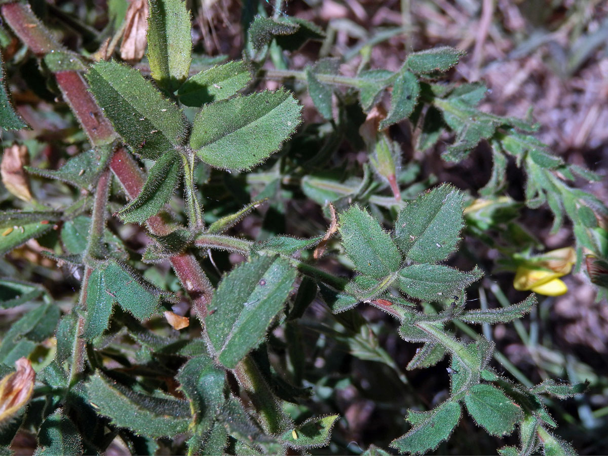 Jehlice hadovitá (Ononis natrix L.)