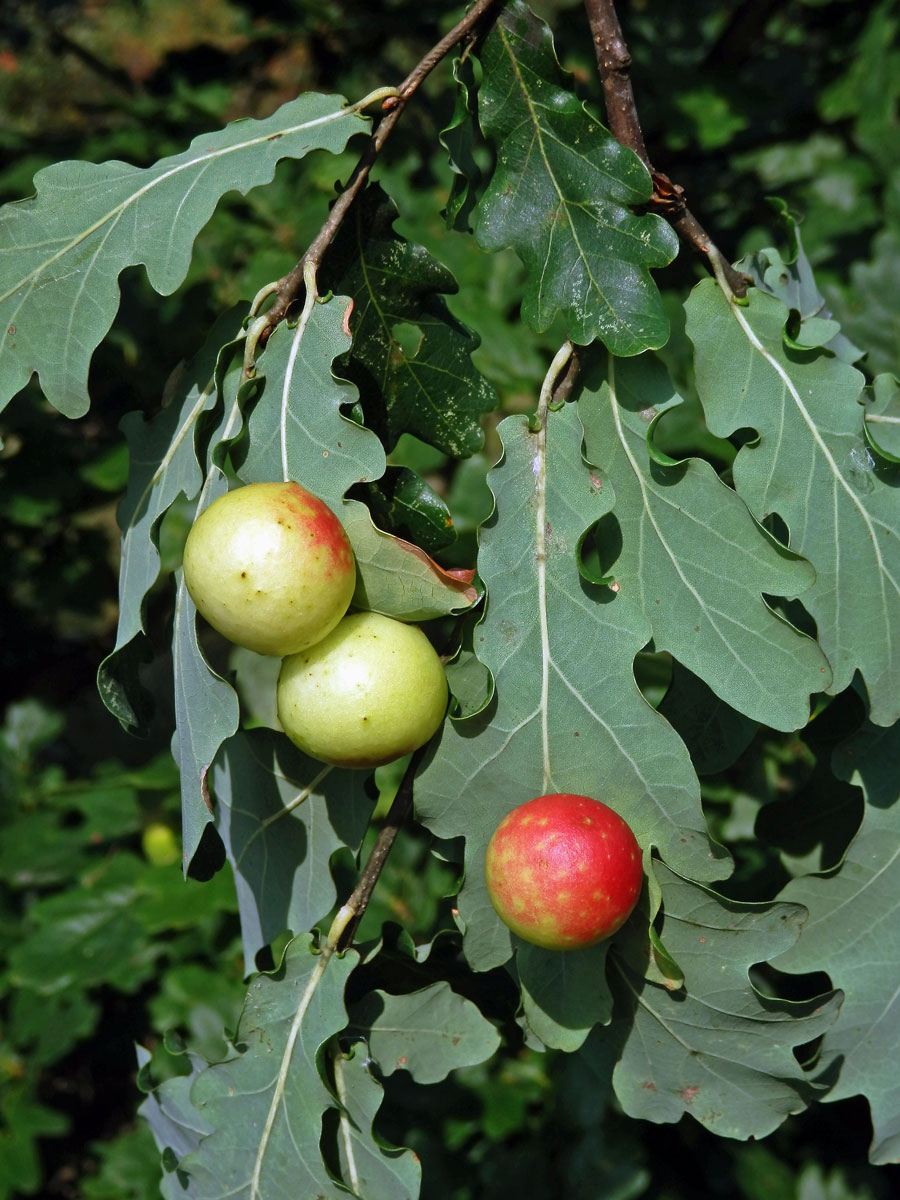 Hálky žlabatky dubové (Cynips quercusfolii)