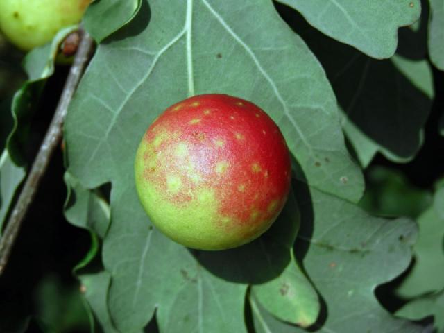 Hálky žlabatky dubové (Cynips quercusfolii)