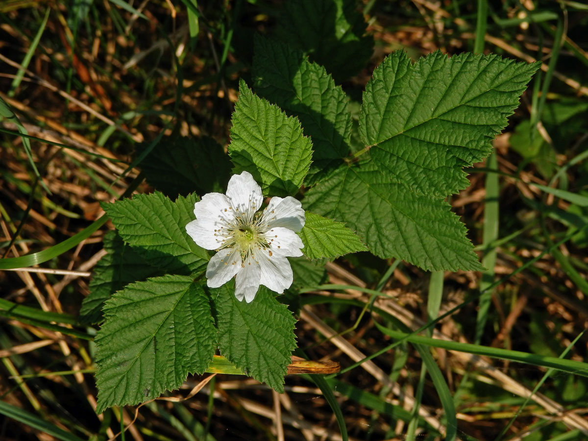 Ostružiník ježiník (Rubus caesius L.) s osmičetným květem (1a)