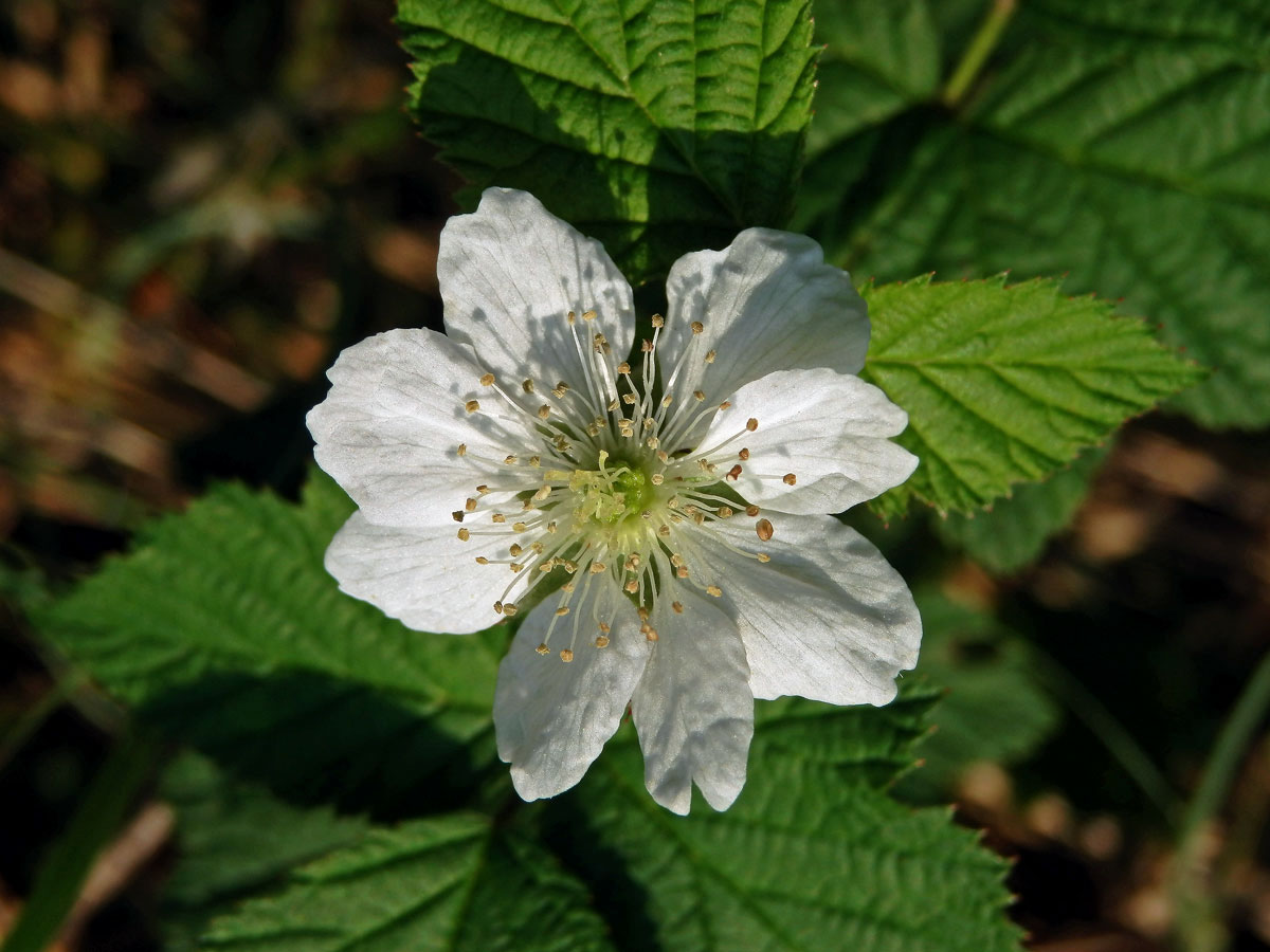 Ostružiník ježiník (Rubus caesius L.) s osmičetným květem (1b)