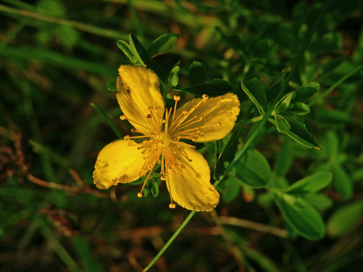 Třezalka tečkovaná (Hypericum perforatum L.), čtyřčetný květ (3)