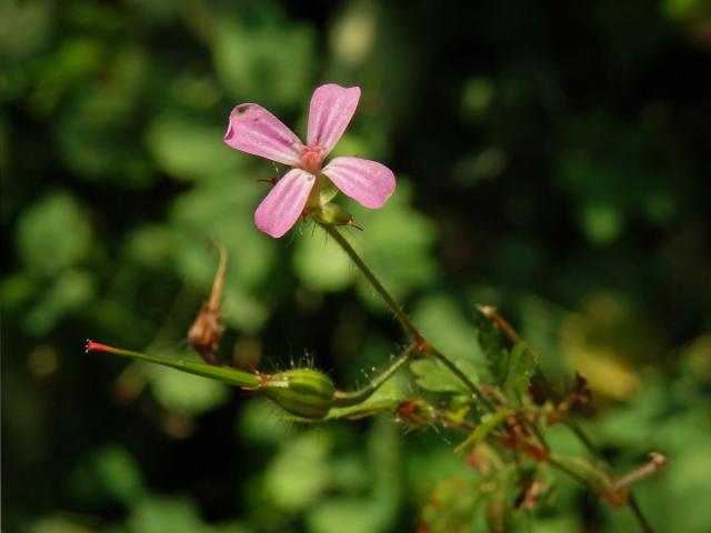 Kakost smrdutý (Geranium robertianum L.) se čtyřčetným květem