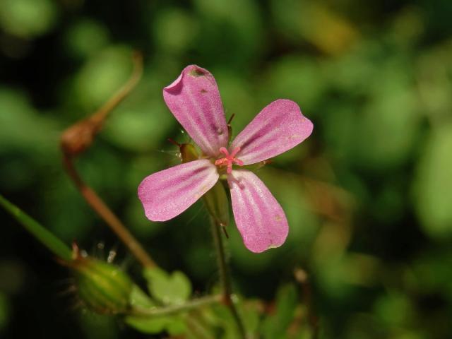 Kakost smrdutý (Geranium robertianum L.) se čtyřčetným květem