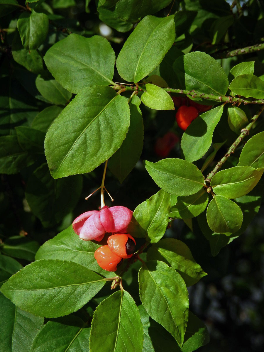 Brslen bradavičnatý (Euonymus verrucosa Scop.)