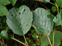 Hálky vlnovníka (Eriophyes inangulis) na olši lepkavé (Alnus glutinosa)