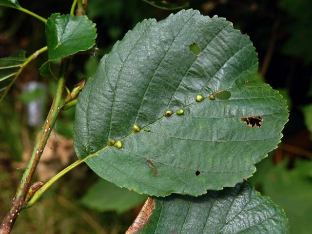 Hálky vlnovníka (Eriophyes inangulis) na olši lepkavé (Alnus glutinosa)