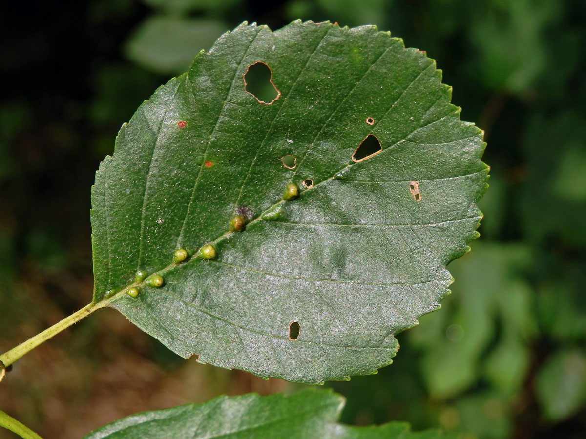 Hálky vlnovníka (Eriophyes inangulis) na olši lepkavé (Alnus glutinosa)