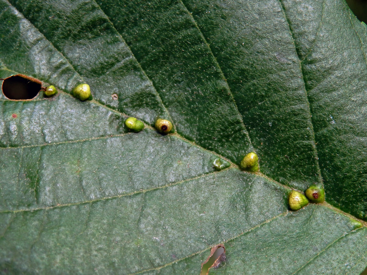 Hálky vlnovníka (Eriophyes inangulis) na olši lepkavé (Alnus glutinosa)