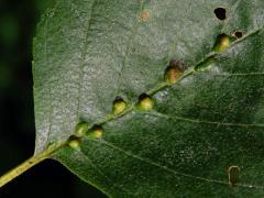 Hálky vlnovníka (Eriophyes inangulis) na olši lepkavé (Alnus glutinosa)