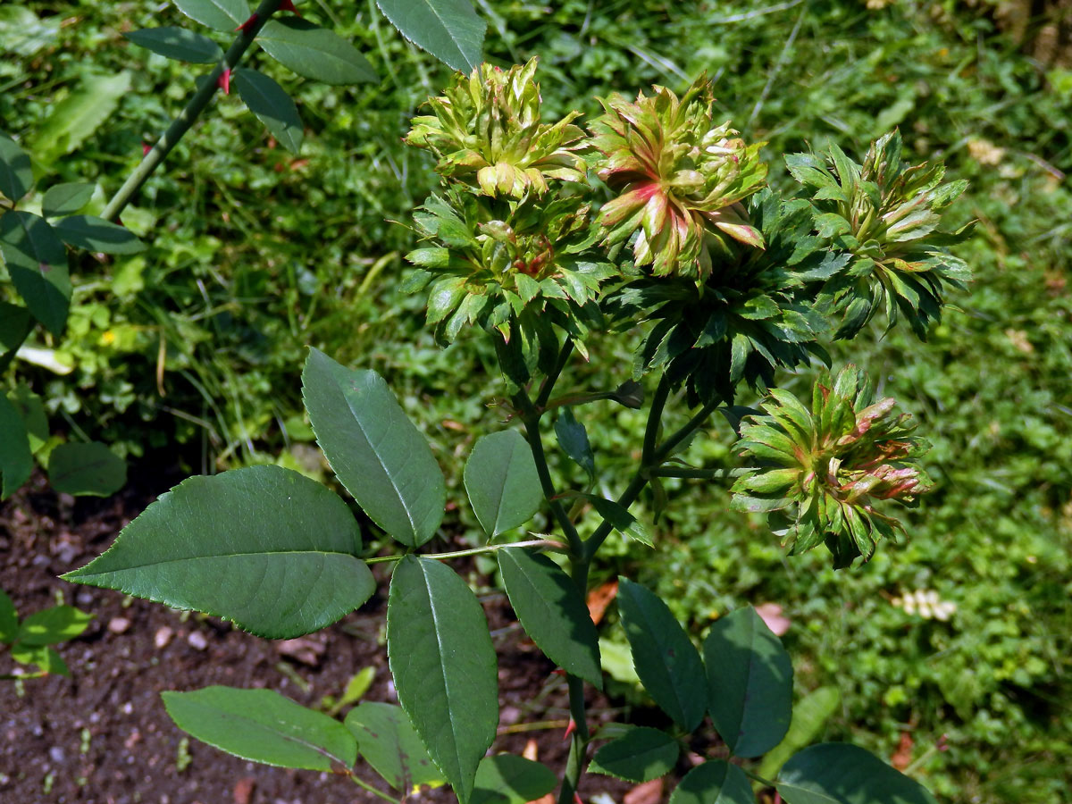 Růže čínská (Rosa chinensis) zlistnatělá (1c)