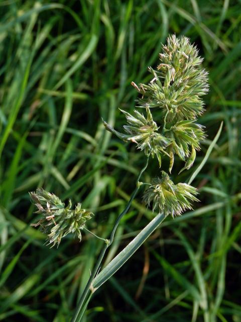 Srha laločnatá (říznačka) (Dactylis glomerata L.) - proliferace (3a)