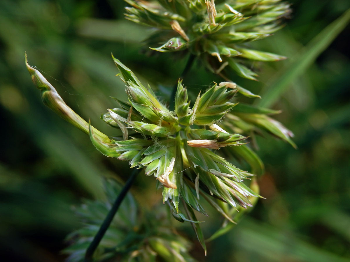 Srha laločnatá (říznačka) (Dactylis glomerata L.) - proliferace (3b)