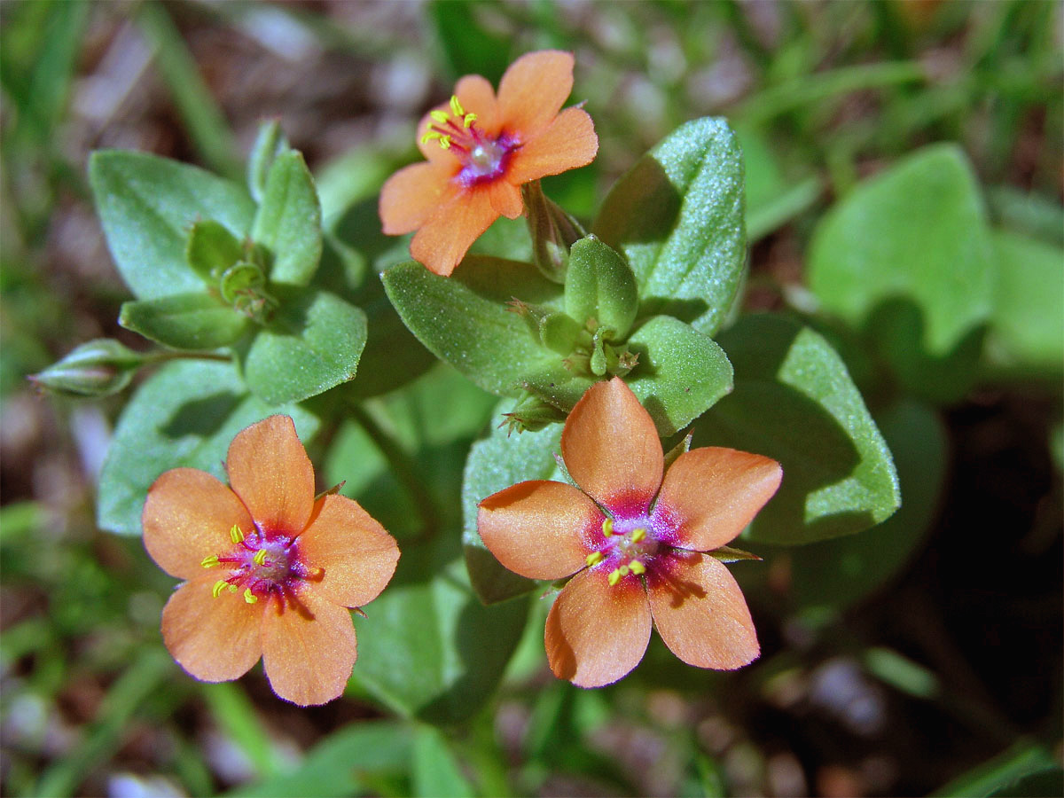 Drchnička rolní (Anagalis arvensis L.)