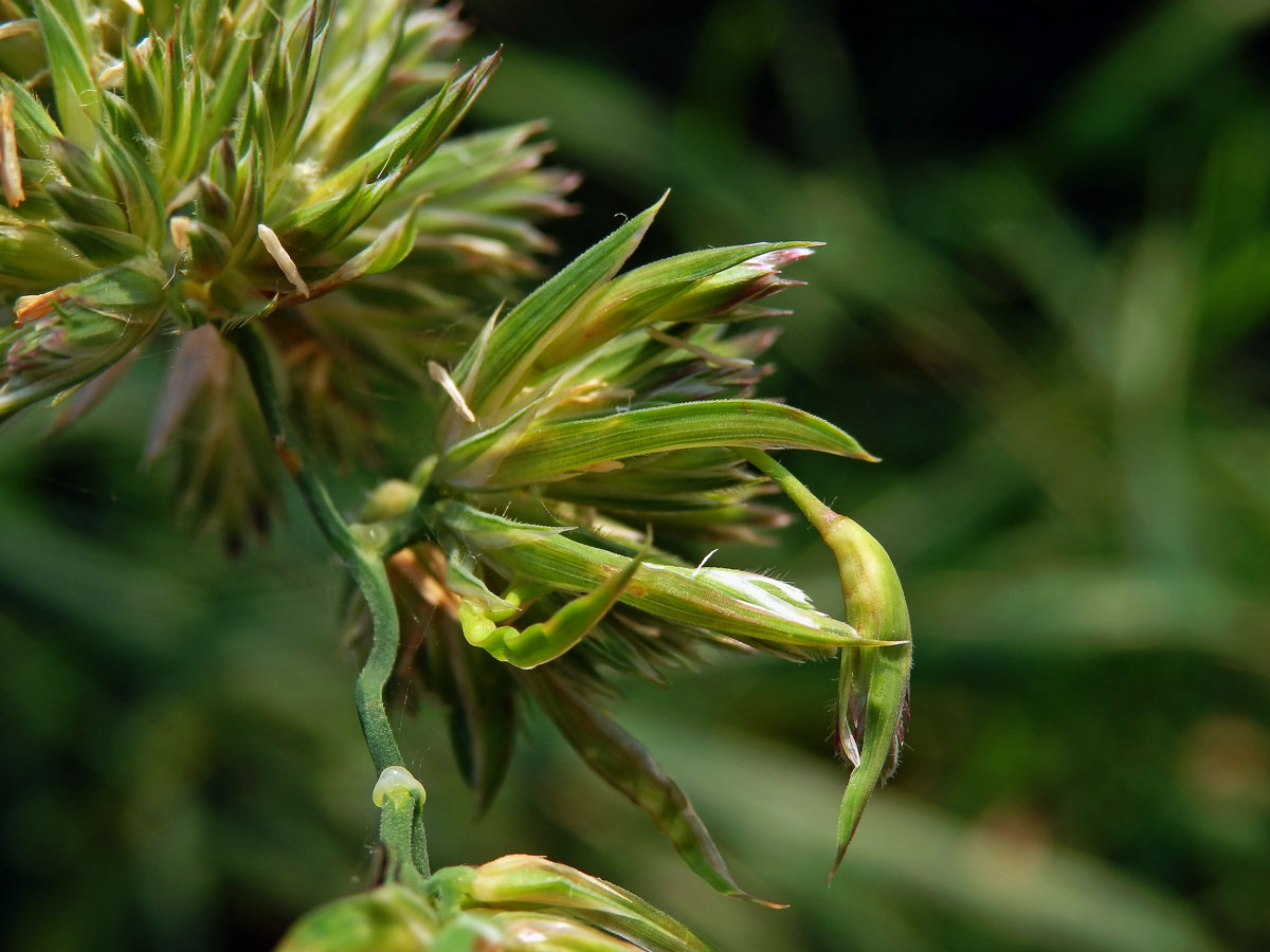 Srha laločnatá (říznačka) (Dactylis glomerata L.) - proliferace (3c)