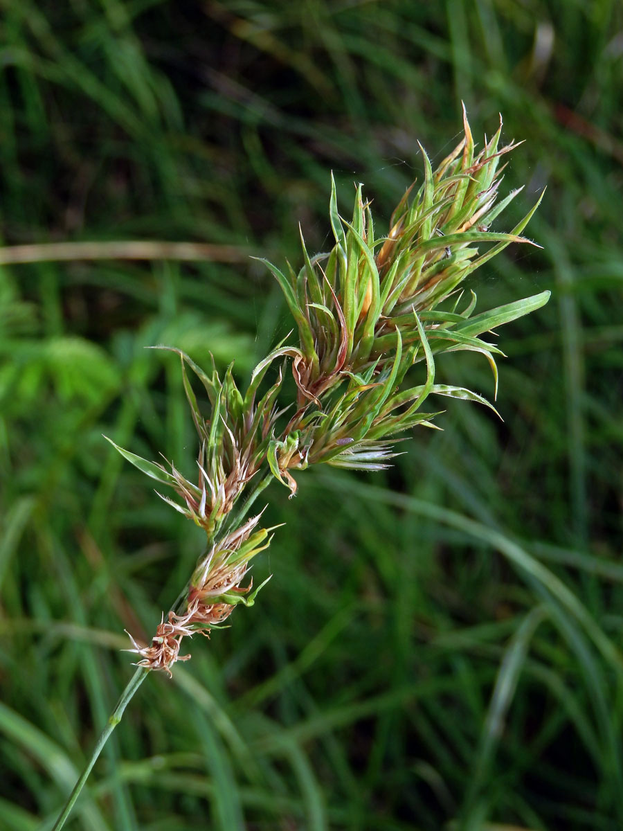 Srha laločnatá (říznačka) (Dactylis glomerata L.) - proliferace (4a)